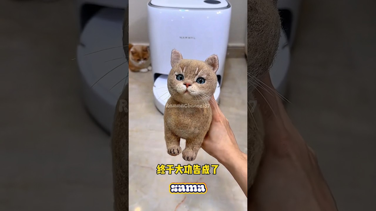 “Dikira Punya Saudara Kembar… Ternyata Dijailin!” 😆#shorts#kucing