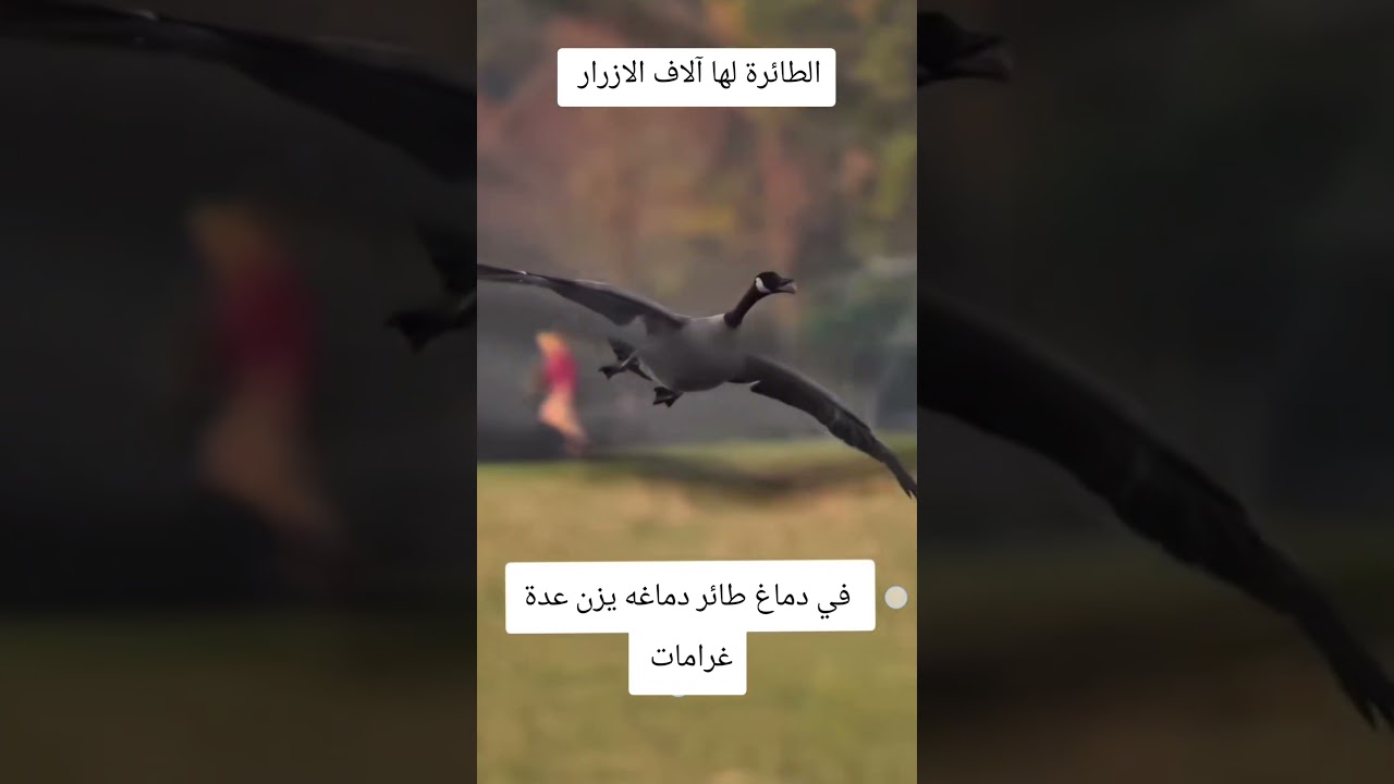 سبحان الخالق هبوط.ولا اروع #bacdz #funny #اهميه #dance #ضحك #النظافه #تيك_توك #المراه #memes
