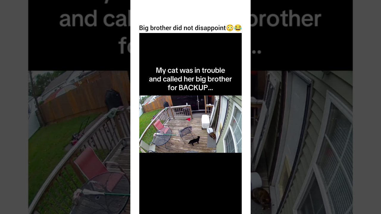 It’s why your cat should be kept indoors 😂😂 #cat #cat #cattyrobo #catshorts #catvideo