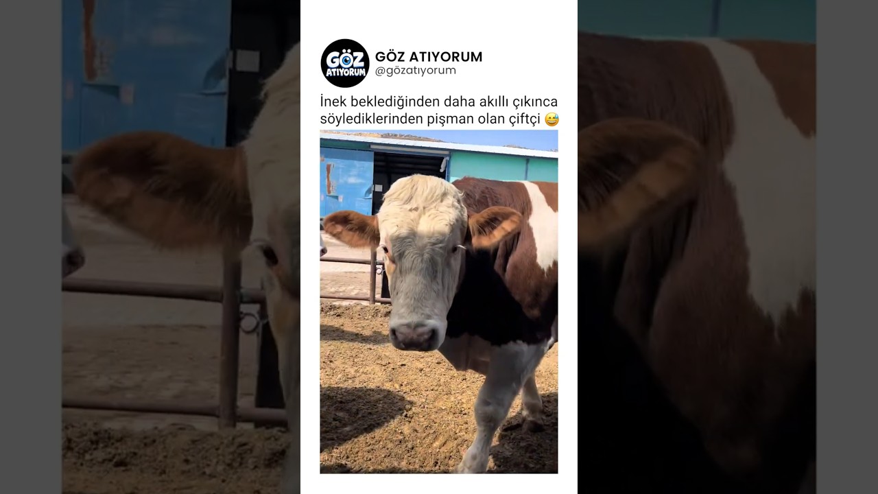 İnek beklediğinden akıllı çıkınca söylediklerinden pişman olan çiftçi 😅