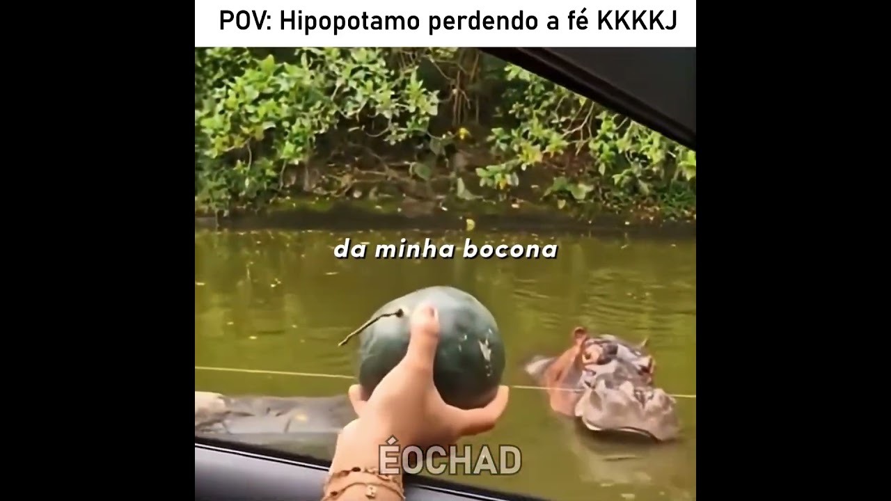 Nem o hipopótamo acreditou nisso 😂 #edit #humor #memes #fyp #animals
