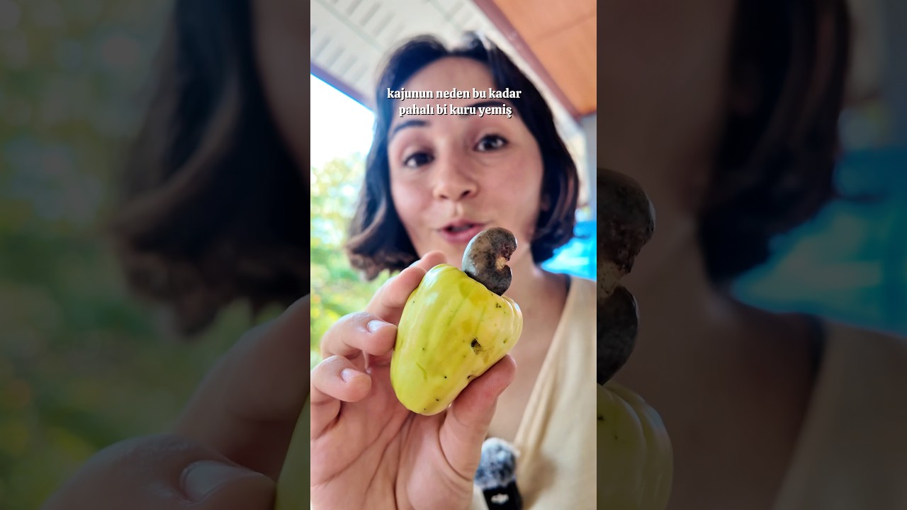 Kaju meyvesi ve ağacı. Daha önce gördünüz mü?