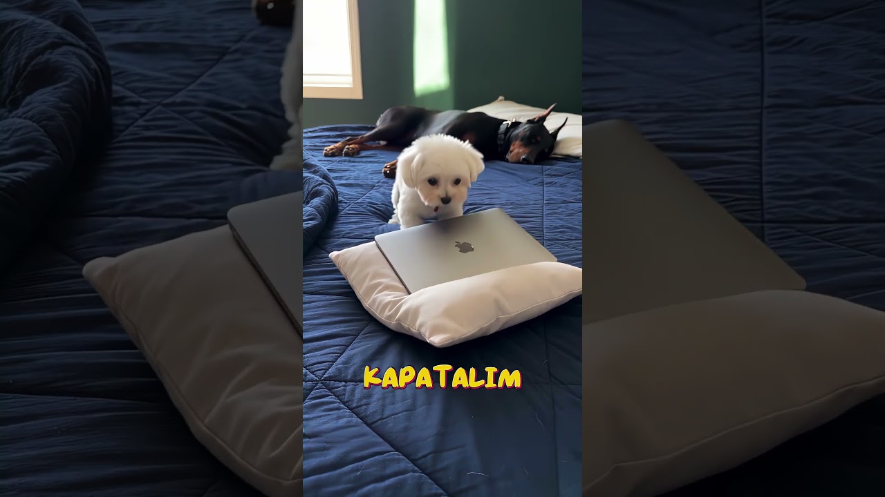 Delik Açılan Yataktaki Kurtarıcı Köpek🤨