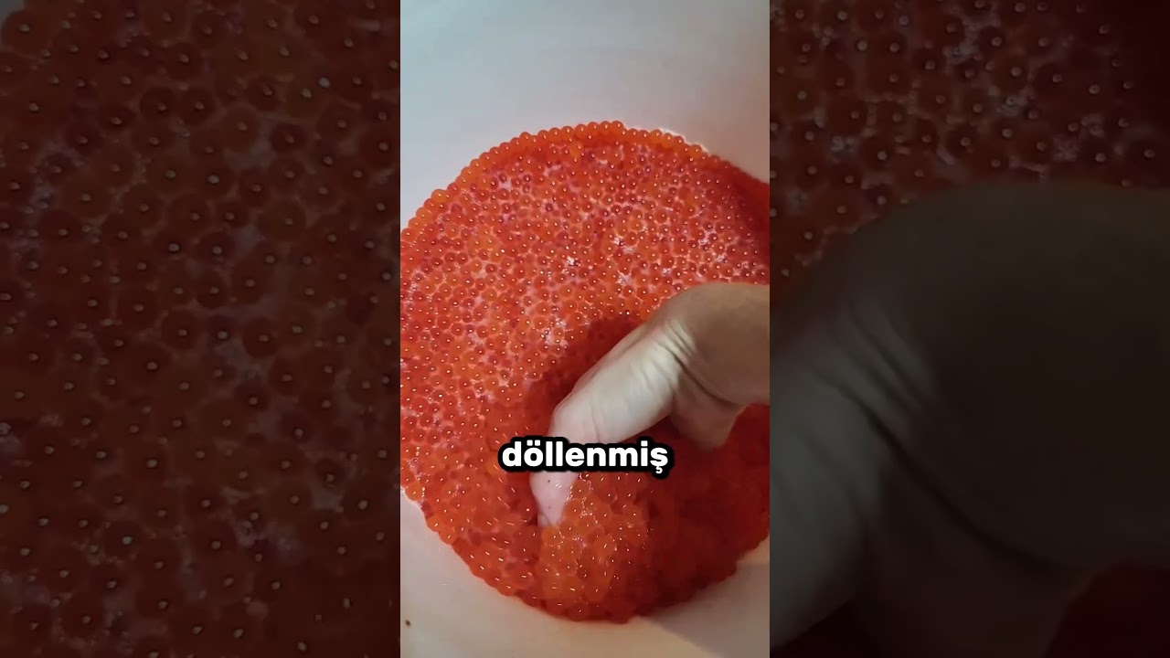 Somon Yumurtası Nasıl Korunuyor? 😱