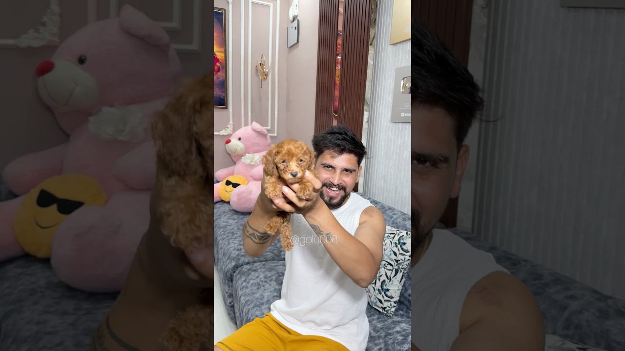 हमारा नया Puppy घर आ गया 🏡🐾 #youtubeshorts #funny #puppy #golu008 #story #shorts #viral