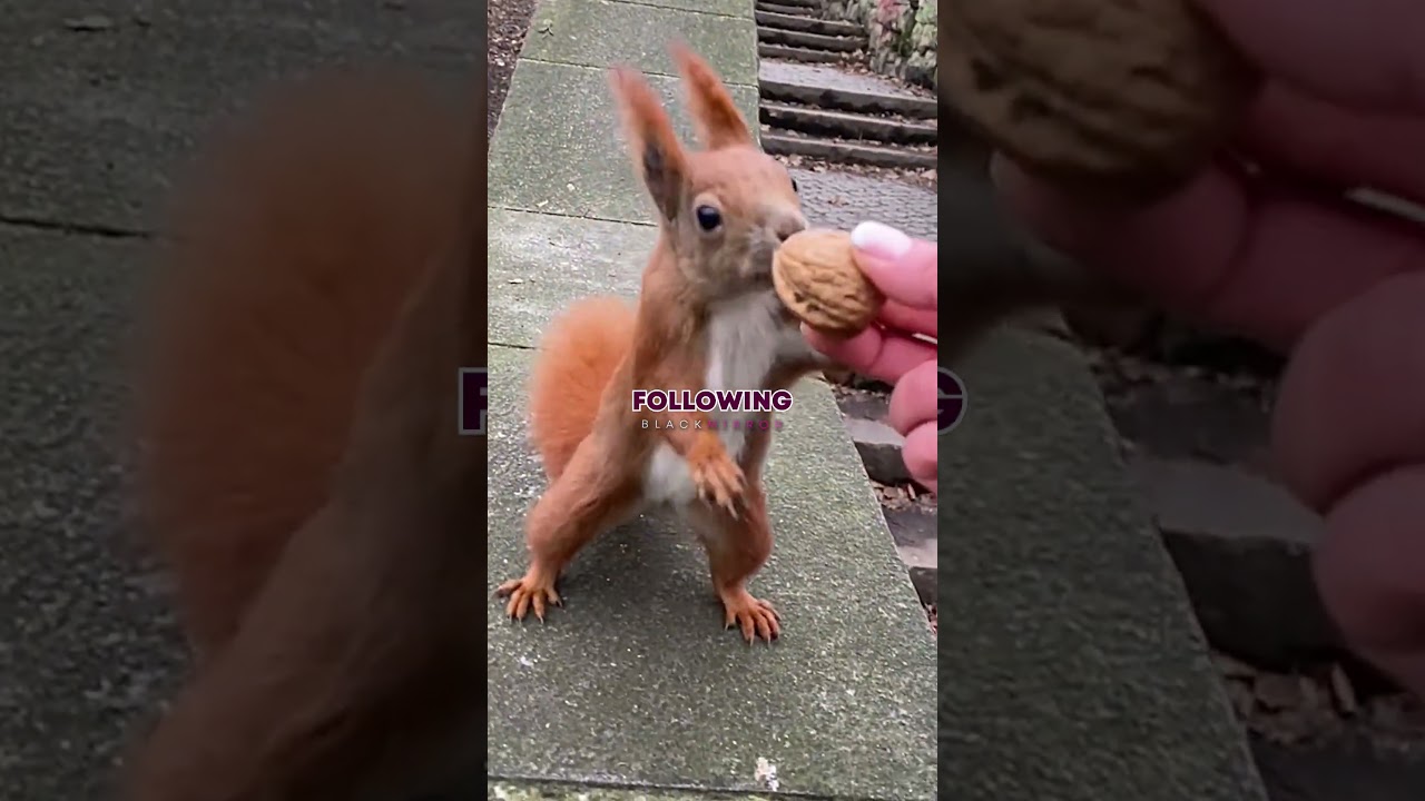 How To Attract Squirrels