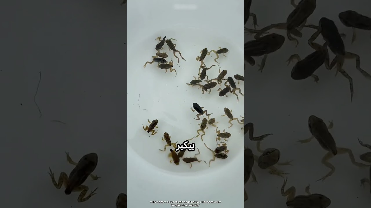 بتشتري سمك بس بيطلع ضفادع #viral