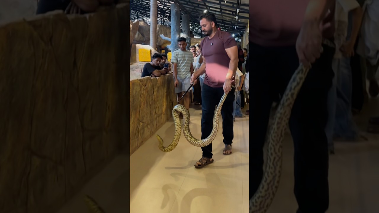 Anaconda #petstationkannur