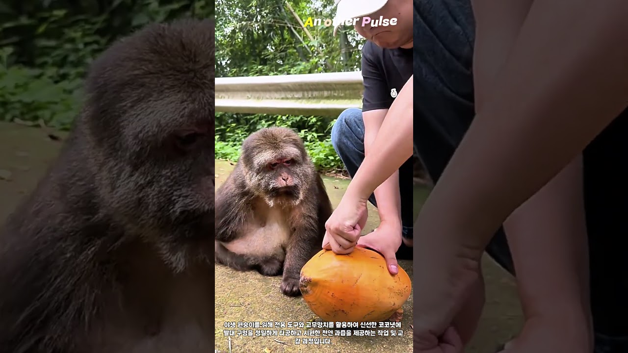 망치질 몇 번으로 코코넛 완벽 타공! 감동적인 야생동물 수분 공급 #worker #process #satisfying #craftsman #monkeylove