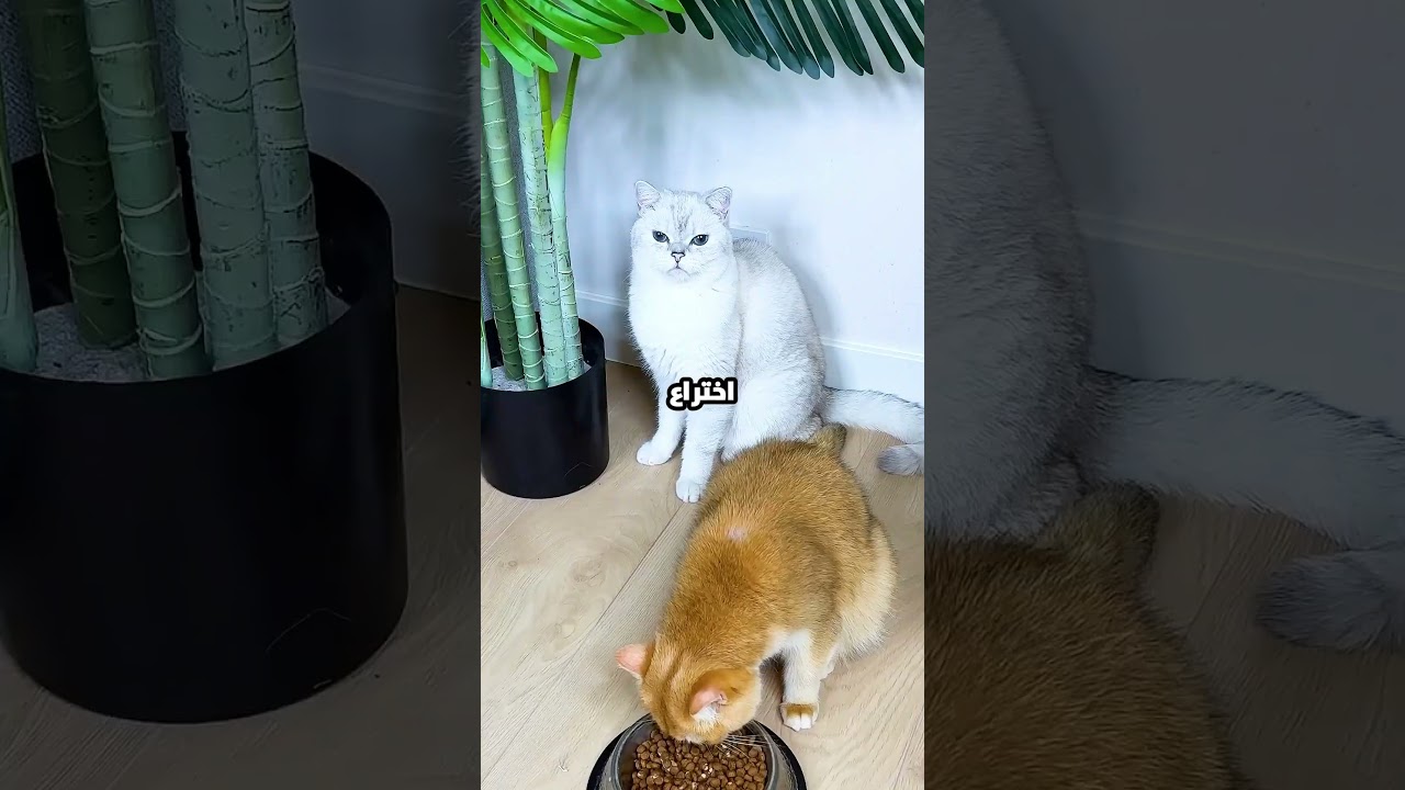 القط ده بلطجي وبياكل أكل صاحبه.. بس البنت جابتله جهاز علمّه الأدب! 😂🐈