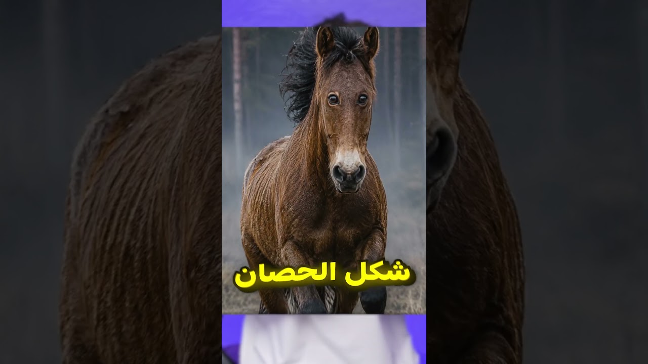 عيون البشر في الحيونات🤨