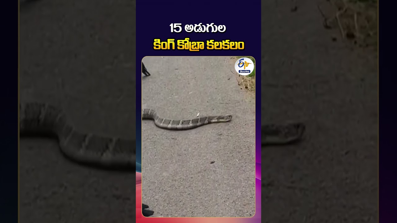 15-Foot King Cobra Spotted in Srikakulam, Andhra Pradesh | Locals Shocked