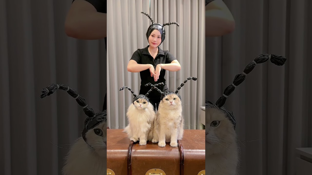 😾: Sakadung kading apa lagi woi?! #tarisemut #funnyvideo #cat #kucinglucu #funnycats