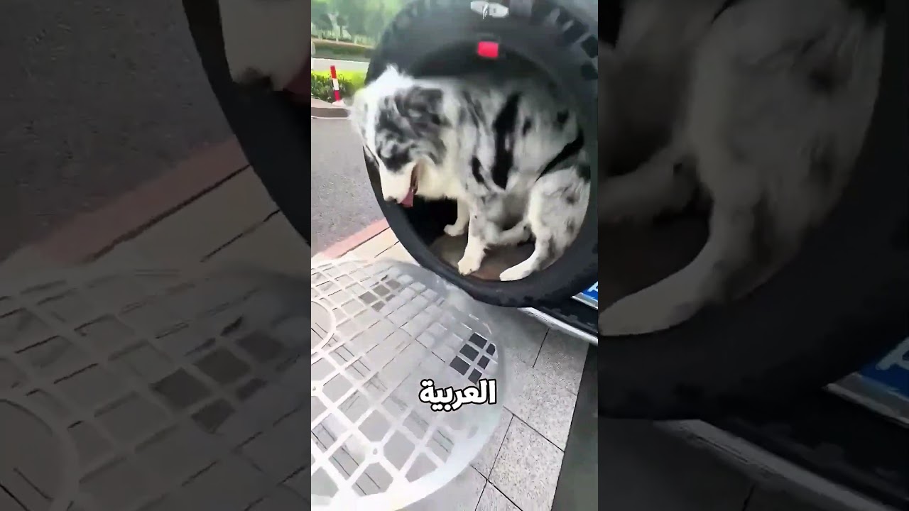 الولد افتكر الكلب هيقع من العربية.. لكن اللي حصل صدمه! 😱