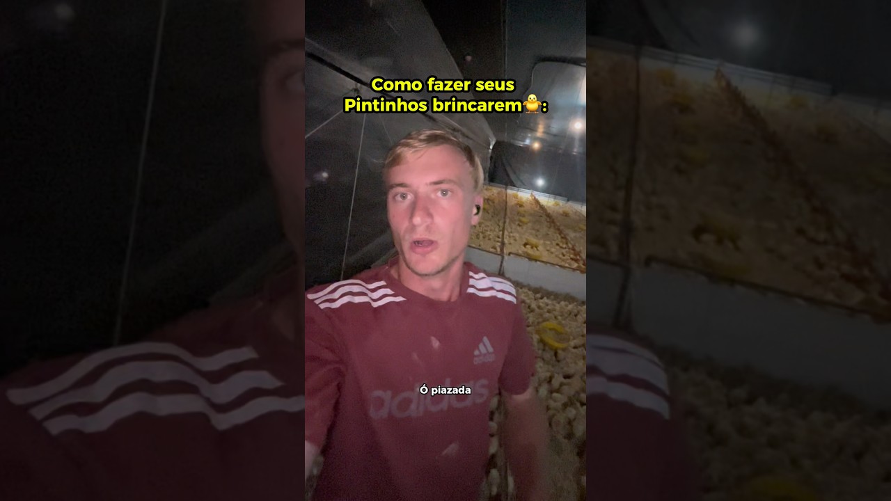 Como fazer seus pintos brincarem🐥#pintinho #pinto #granja #chicken