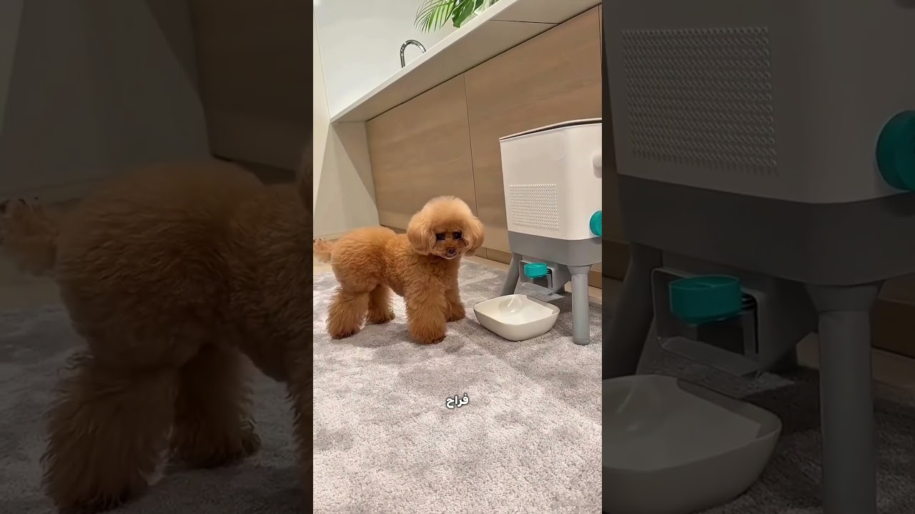 الجرو الذكي! 🐶😳