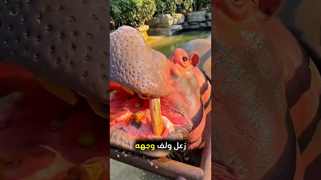 يعطي الطعام لصديقه بطريقة مميزة! ❤️