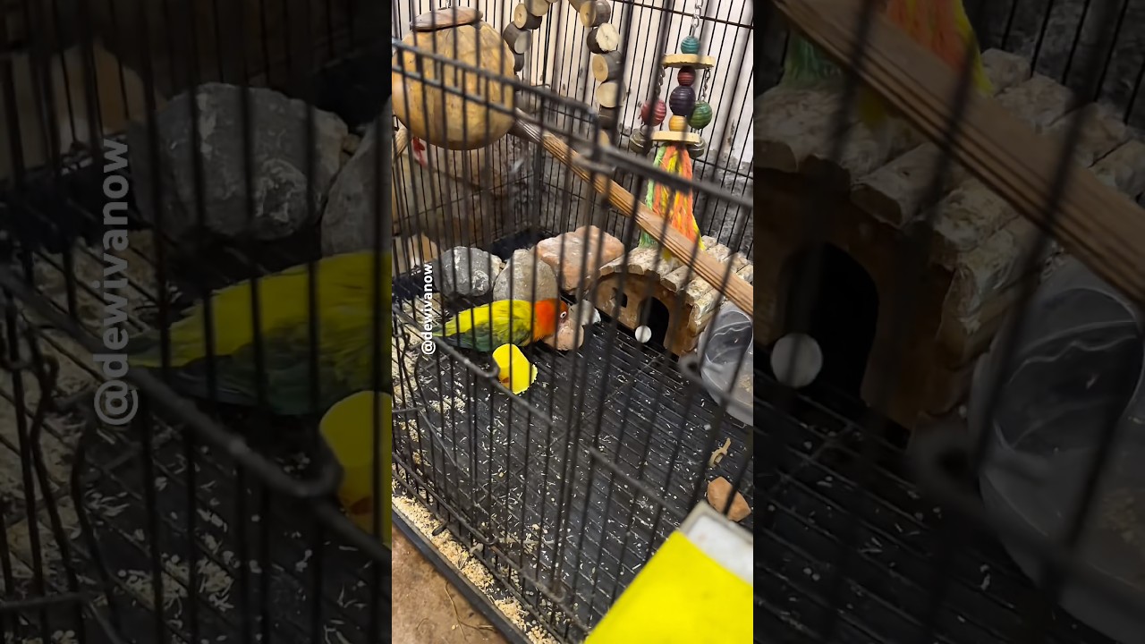 Mango bertelor Kosong #dewivanow #mangoburungdewivanow #lovebirds
