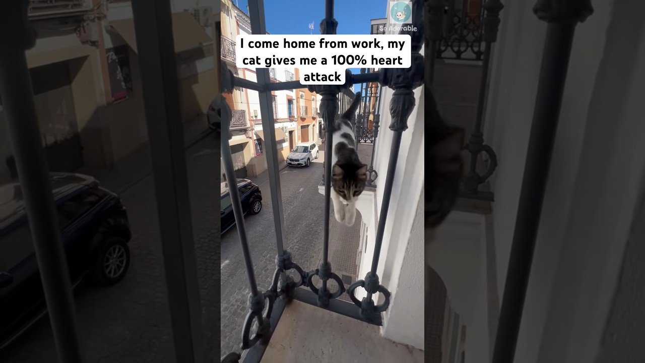 Kitty’s professional parkour 😎 #shorts #cat #catlovers - Published by So Adorable