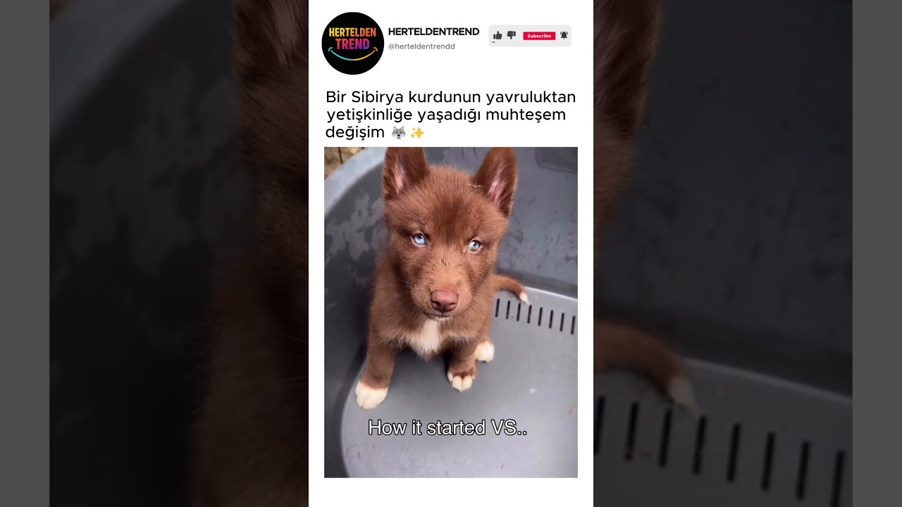 Bir Sibirya kurdunun yavruluktan yetişkinliğe yaşadığı muhteşem değişim 🐺✨ @rednordics