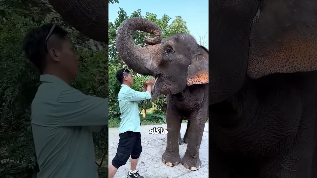 الفيلة وقّعت البطيخة.. بس عندها خطة تانية! 😂🐘🍉