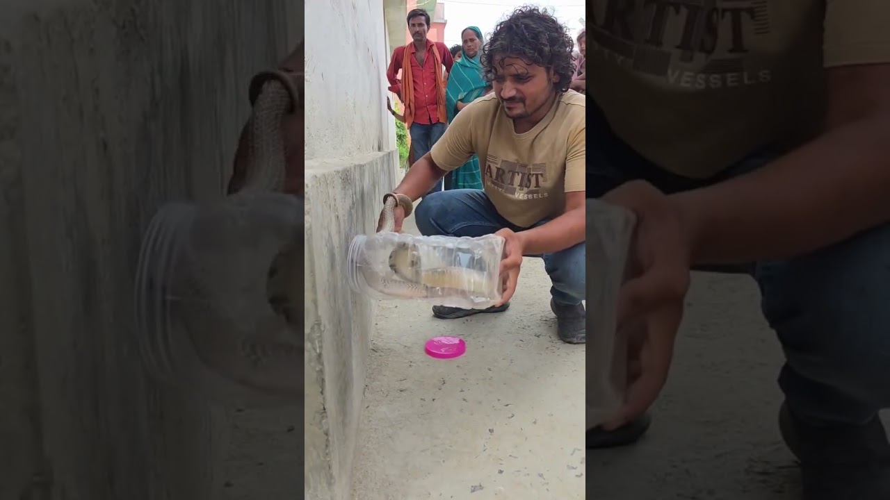 sap ghusa gaw Mai Dekho kaise pakad Raha hai