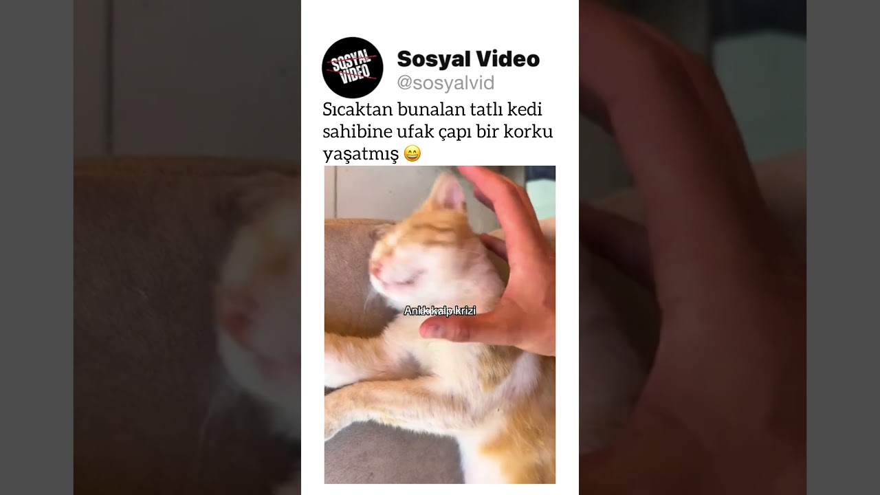 Sıcaktan bunalan tatlı kedi sahibine ufak çapı bir korku yaşatmış 😄