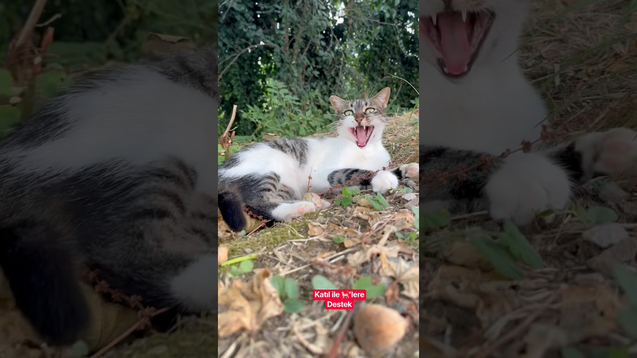 Boncuk Kobra Cat 🐈