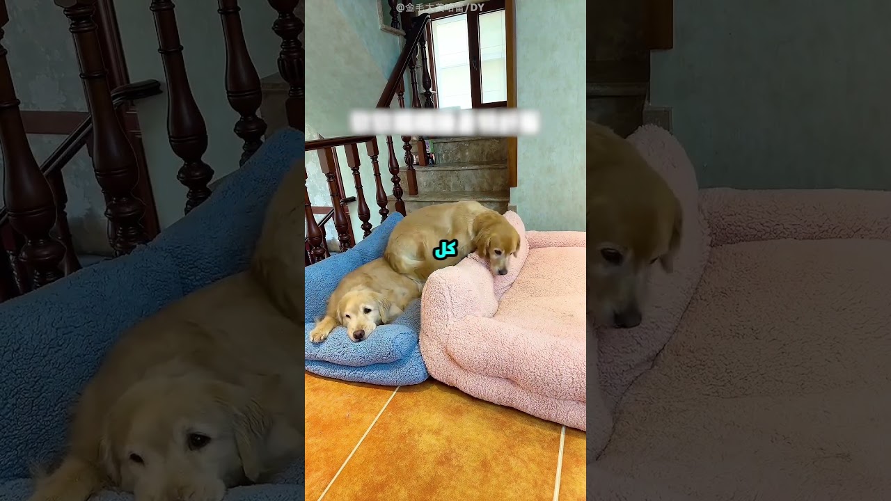 البنت دي جابت سراير لكلابها التلاتة.. بس الكلب التالت عمل حركة صدمتها! 🐶😳