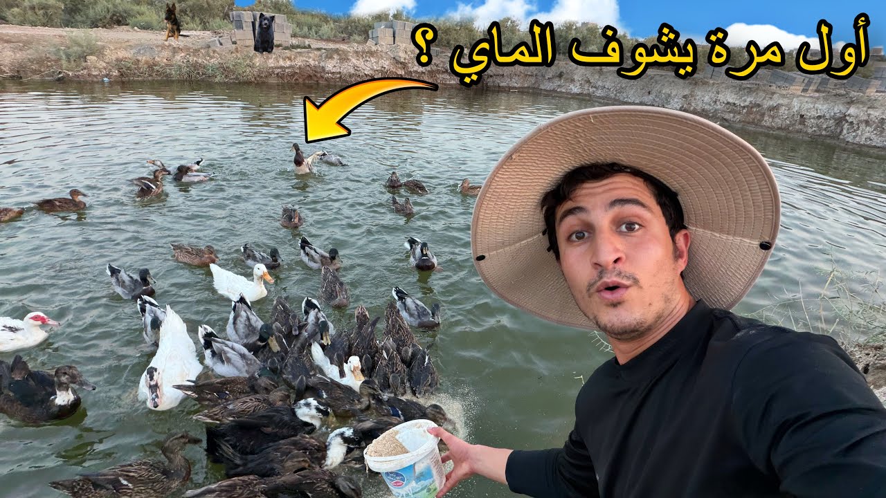 أخذت البط إلى البحيرة لأول مرة.. رد فعلهم عجيب! 🦆😧