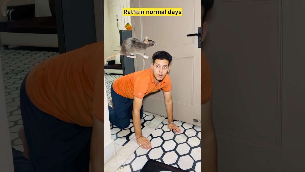 Rats in normal days v/s ganesh chaturthi 🤣 #comedy #funny #funnyvideo #comedyvideo