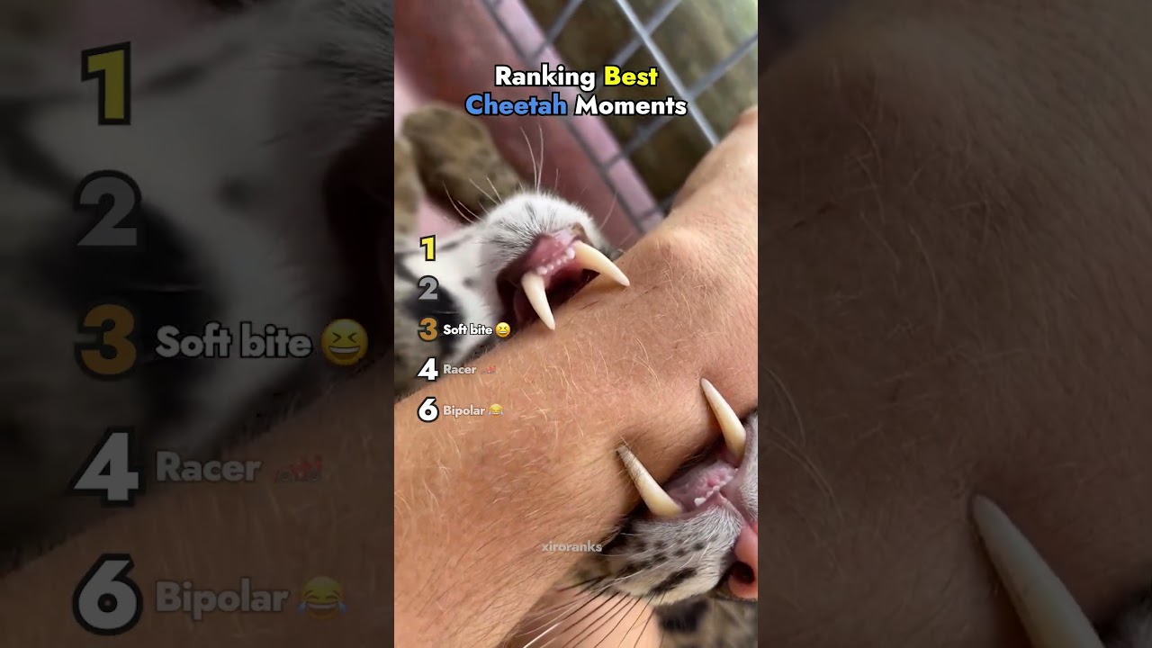Ranking Best Cheetah Moments