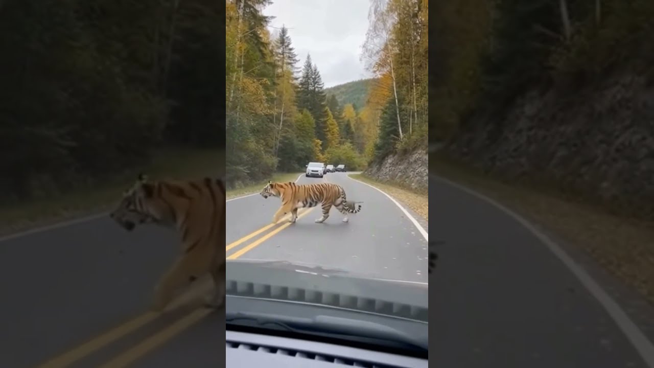 Mommy Tiger Has Her Paws Full Raising Her Cubs. 🐯❤️