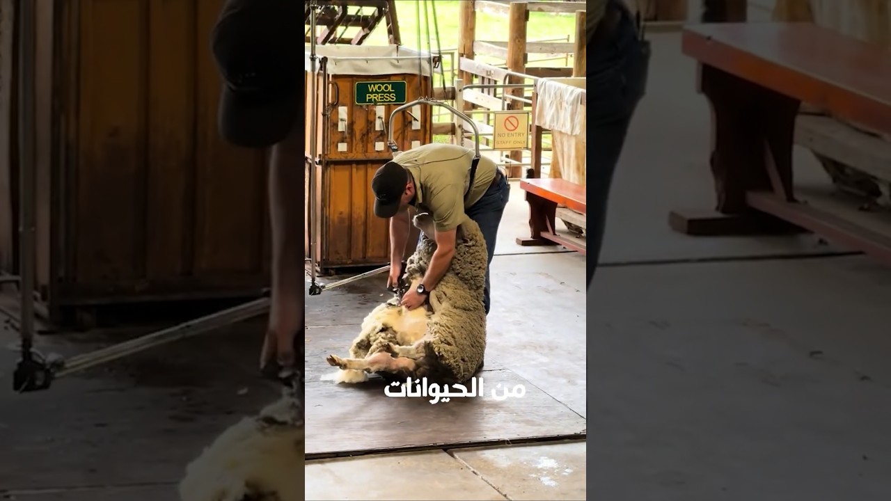 8 منتجات بتستخدمها كل يوم... أصلها من الحيوانات!