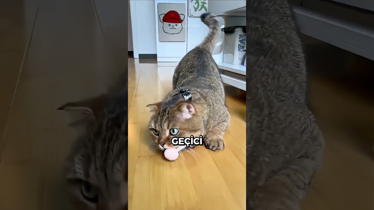 Kedilerin GİZLİ Duraklatma Tuşu 🐱🐈