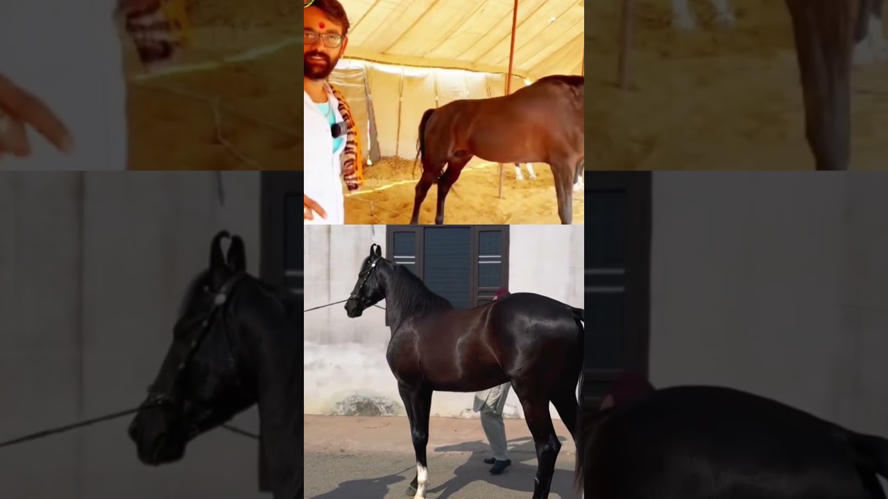 भगवान ने जब धरती पे घोड़ा भेजा तब उनसे ये चार चीजे चुराई थी 🐴👇🏻 #marwarihorse #horse