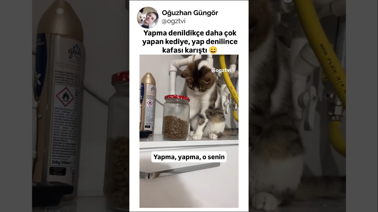 Klasik kedi hareketleri asksjdh