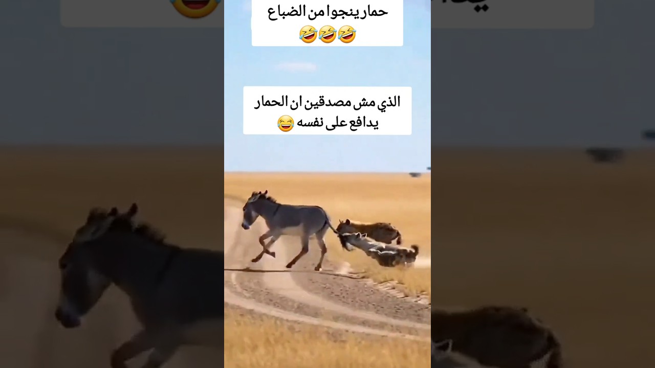 حمار يتجاوز الضباع وينفذ بجلـــدة 😂 #funny #abu_qais24 #shorts