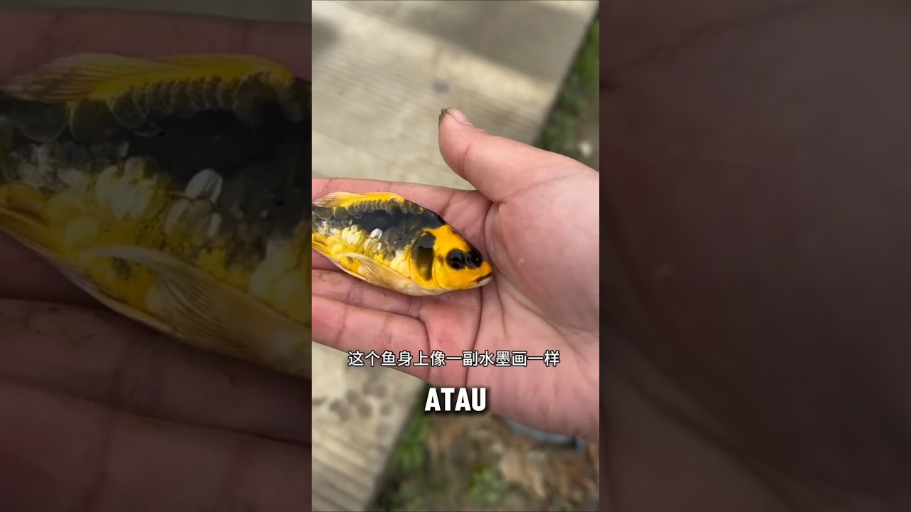 orang ini mendapatkan ikan koi dengan corak kuning #short #douyin