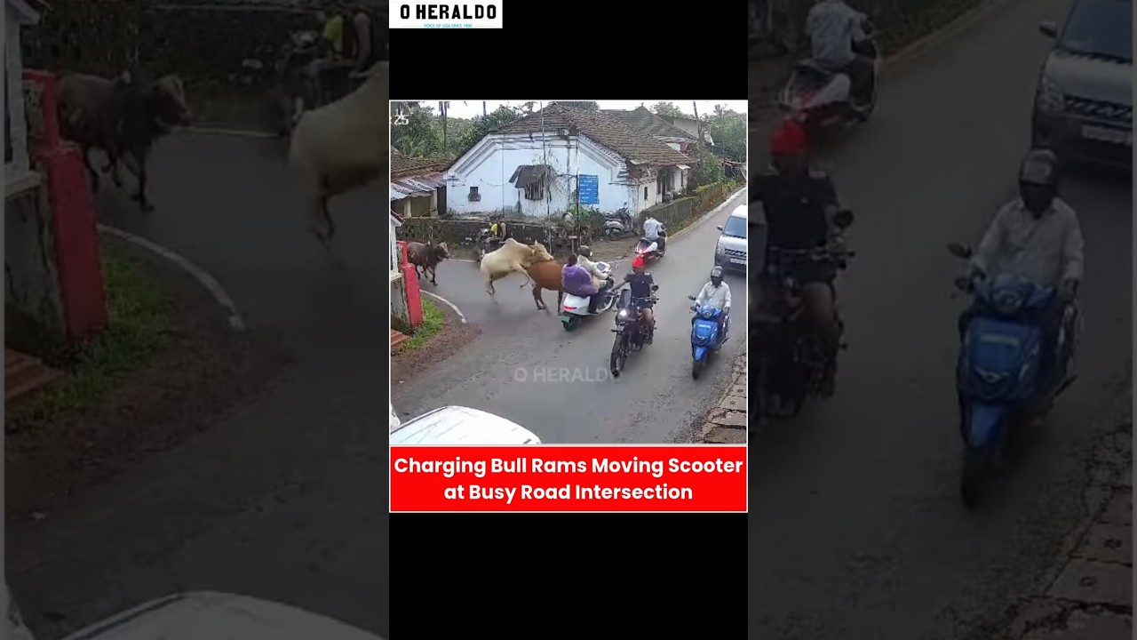 #trendingshorts #cow #animals #bull #india #viralvideo #cowlover