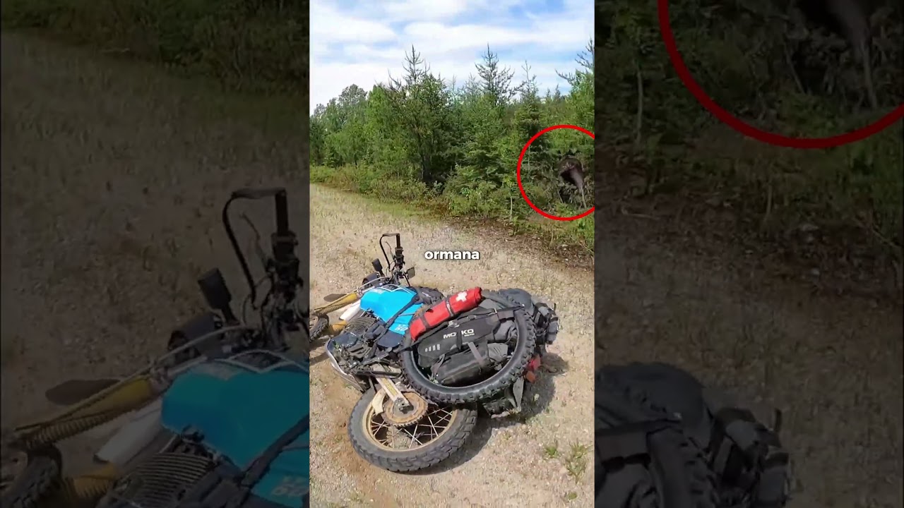 Motorcu ormanda geyikle karşılaştı👀