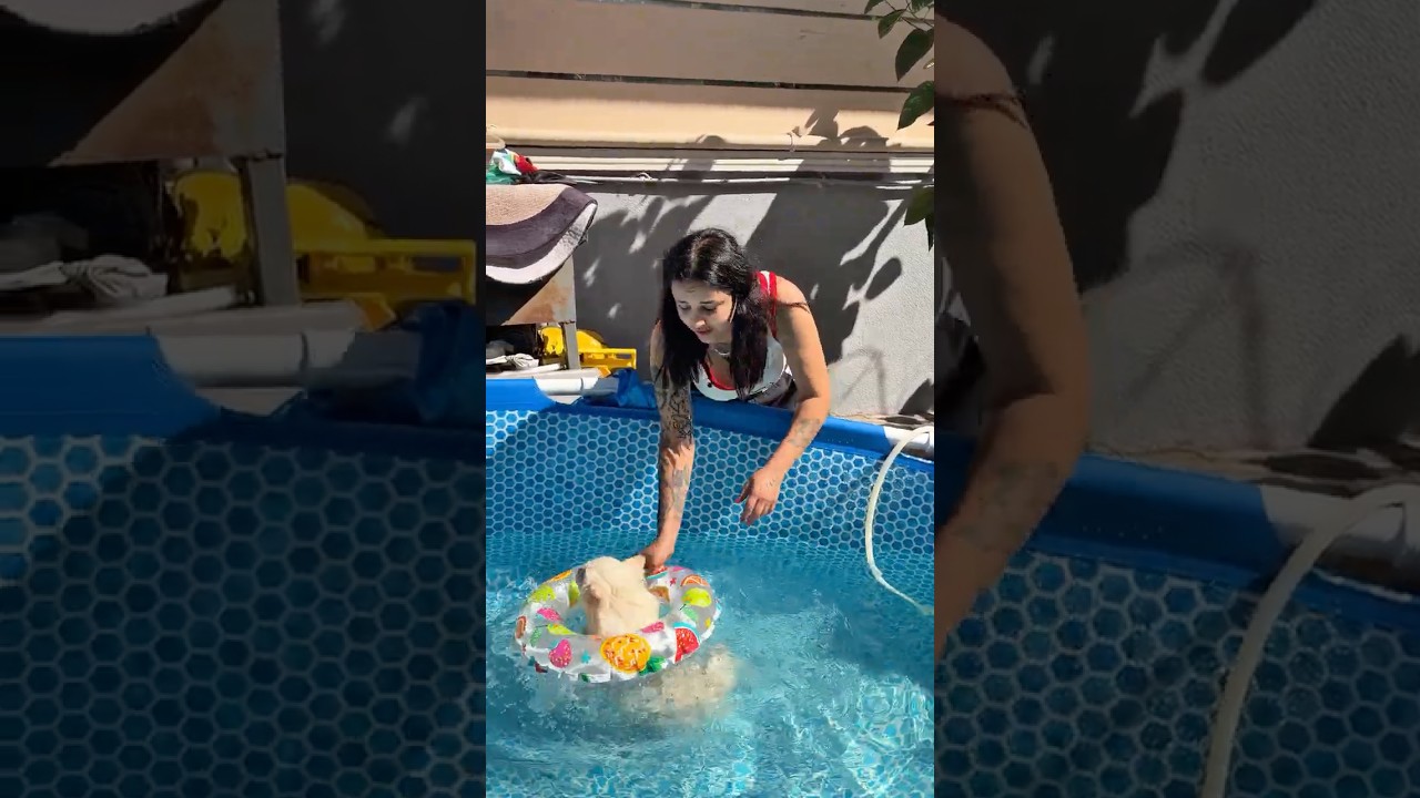 Havuzun içinde simitle yüzen köpek #sorts #shortsvideo #youtubeshorts #comedy