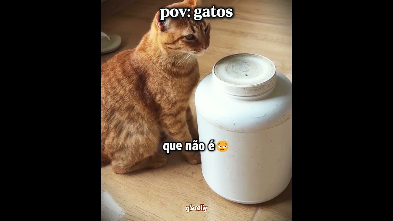Esse Gato Abriu o Pote Sozinho kkk | #humor #gatos #shorts