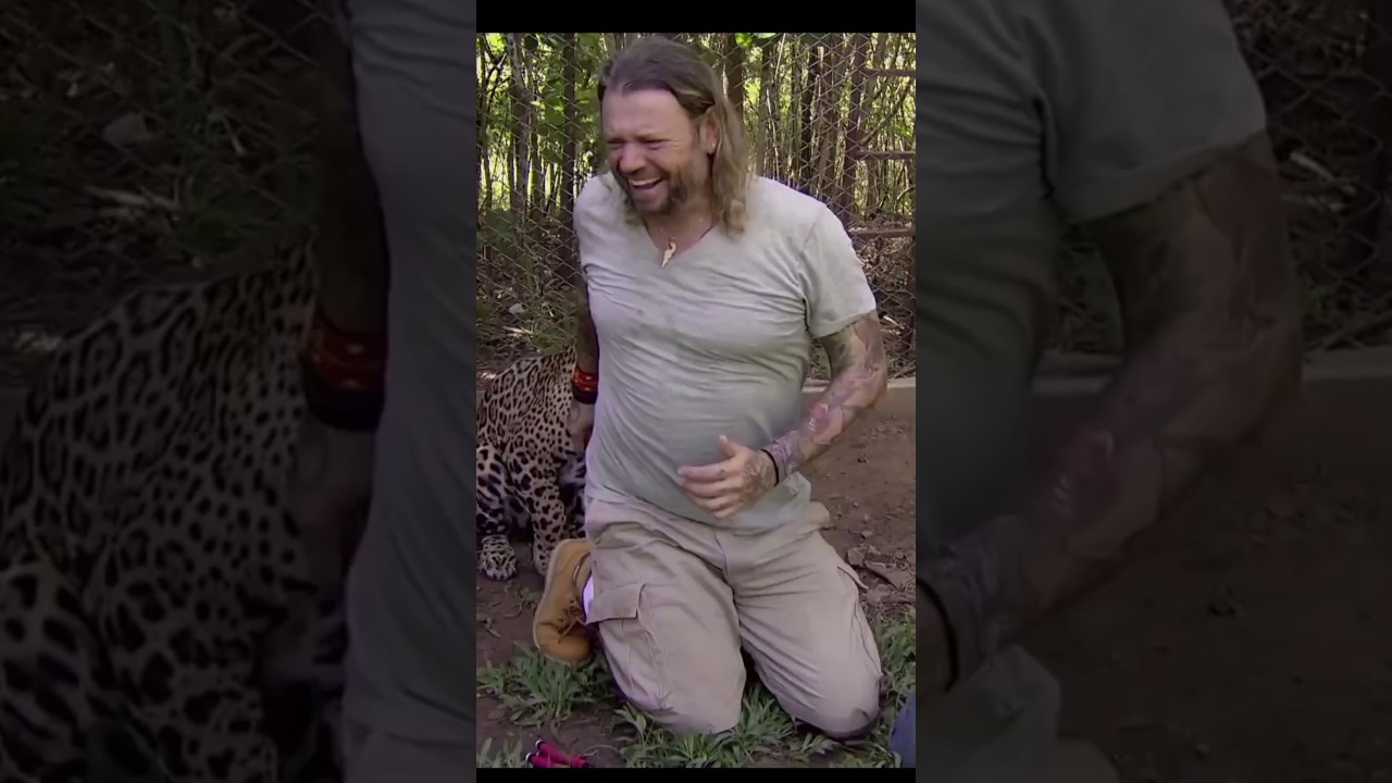 a onça expulsou o Richard Rasmussen do seu recinto #biomas #onça #richardrasmussen #animais