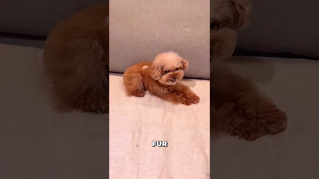 The Ice Cube Test Every Dog Owner Needs to See 😂🐶 #dogreaction #pettest #shorts