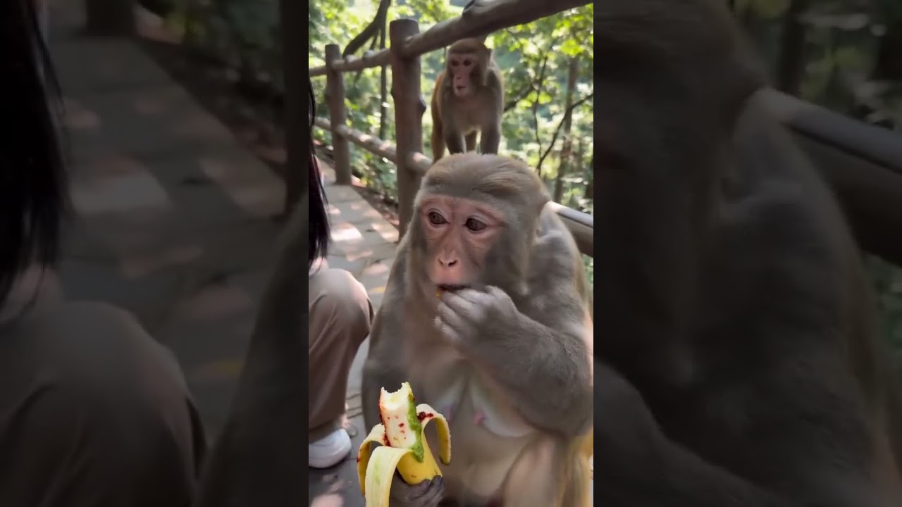 Wait for the fight of chilli on banana between 🧕🙉 #funny #youtubeshorts #shorts #viral #animals #fyp