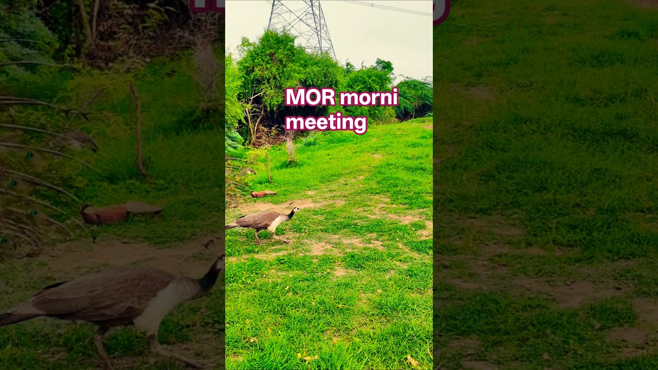 मोर मोरनी को आंसू कैसे पिलाता है देखिए पूरा वीडियो #peacock #birds MOR morni peacock video peaco