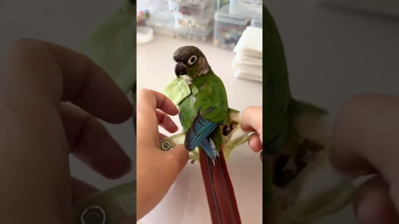 How to Change Bird Diapers 😷 #goodtoknow #lifehacks #vet #medicine #diapers #funfacts #petcare