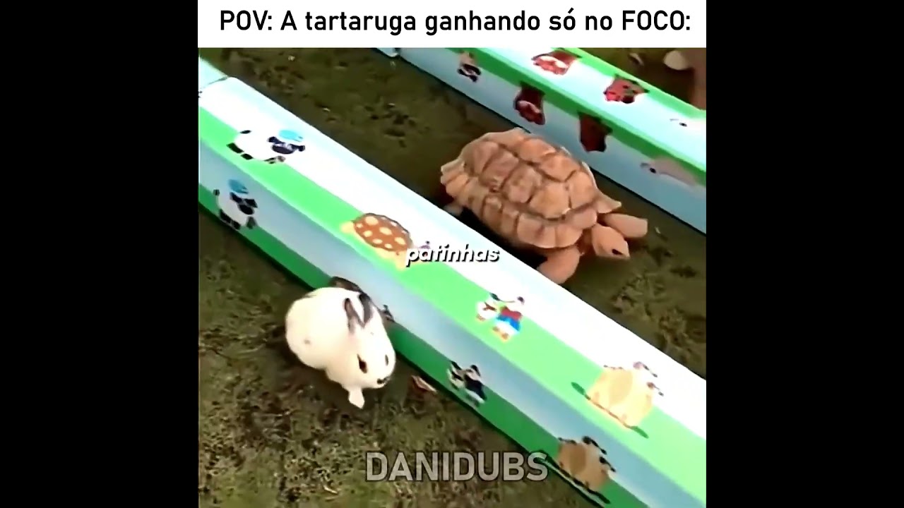 A tartaruga realmente ganhou do coelho na corrida 😅 #edit #humor #memes #fyp #animals