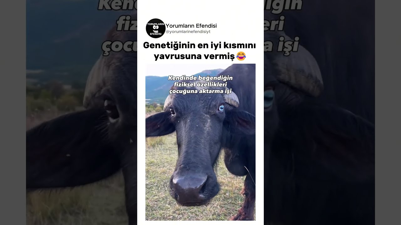 Göz genetiğini yavrusuna verince☺️ @melekylldrim
